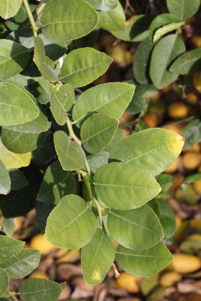            Sun leaves (Abhayapuri, Riverside, CA)   
